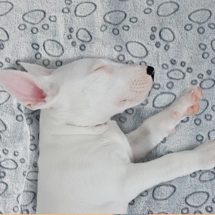 Fluffy Warm Pet Blanket