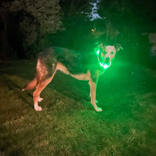 LED Flashing Traction Collar Light Strip